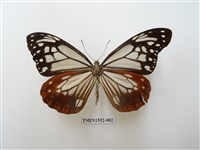 藏品(大絹斑蝶)的圖片